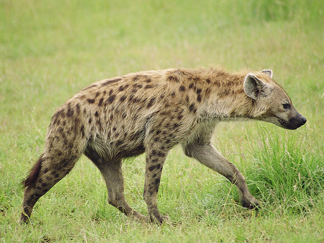 Hyena skvrnitá