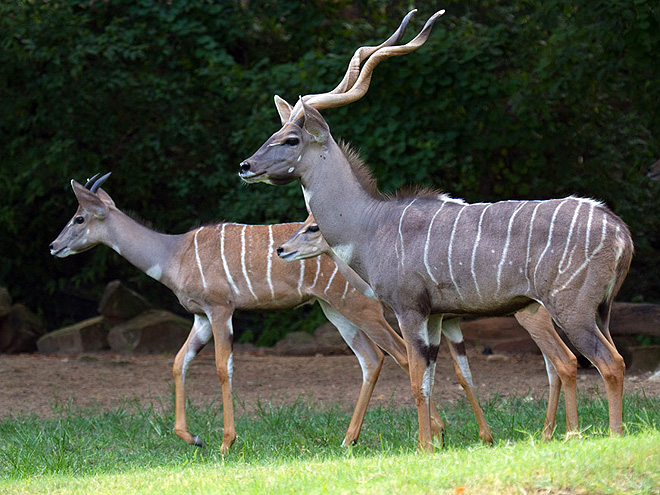 Kudu menší