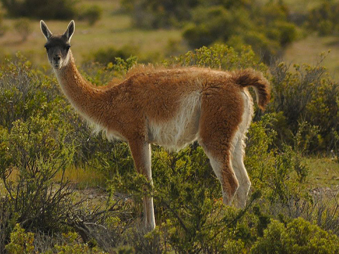 Lama guanako