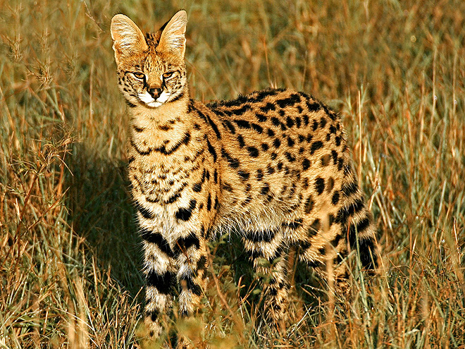 Serval stepní