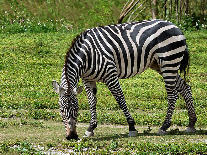 Zebra stepní