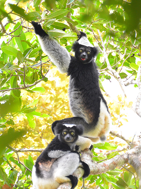 V rezervaci Analamazaotra je rozšířený také lemur indri 