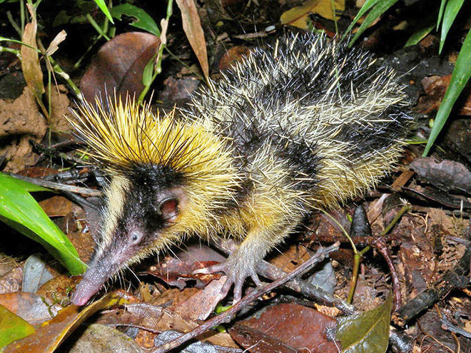 Bodlín rodu Hemicentetes