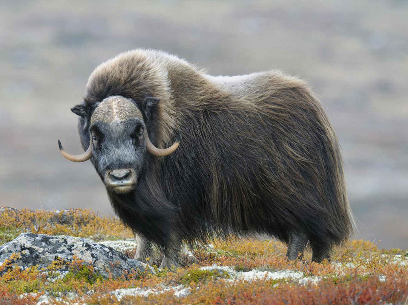 Pižmoň v NP Dovrefjell-Sunndalsfjella