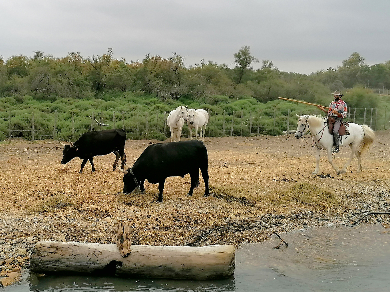 Pro Camargue jsou typičtí černí býci a bílí koně