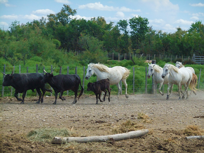 Koně a býci žijící v přírodní rezervaci Camargue