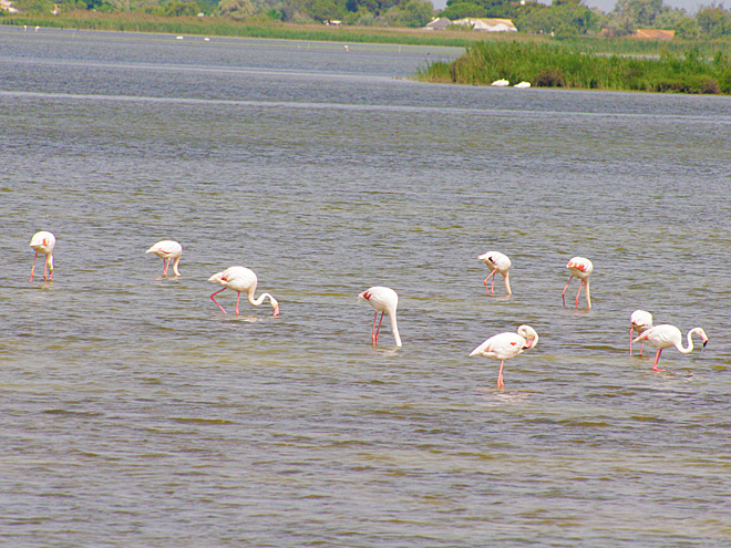 Oblast Camargue je přirozeným hnízdištěm plameňáků