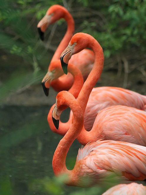 Plameňáci v Camargue (delta Rhôny)