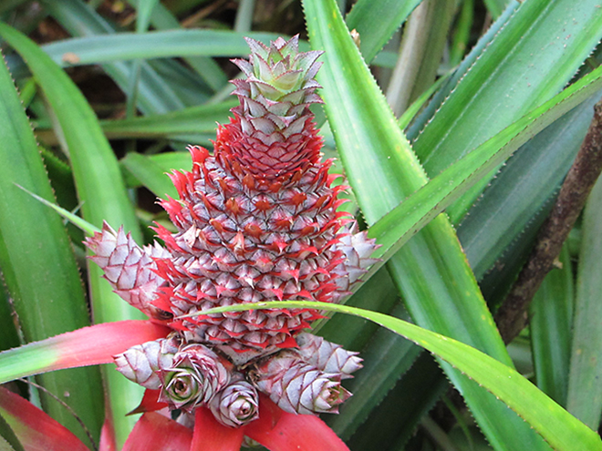 Divoký ananas ve spice garden 