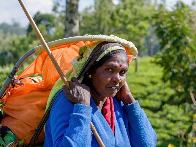 Sběračka čaje v oblasti Nuwara Eliya