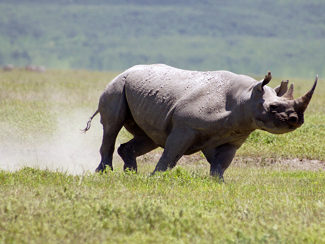 Nosorožec na travnaté savaně kráteru Ngorongoro