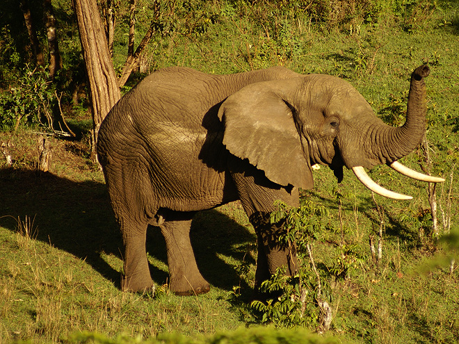 Osamocený slon nad kráterem Ngorongoro