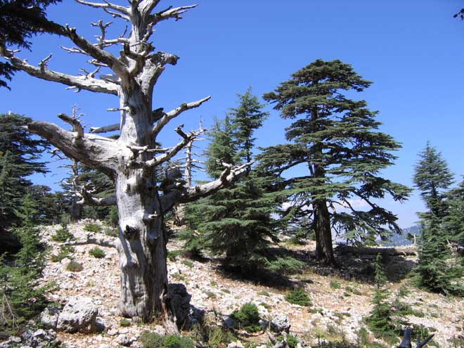 Cedry v národním parku Olympos