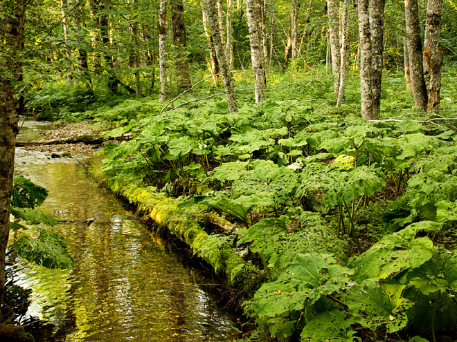 Biogradska Gora je nejstarším národním parkem Černé Hory