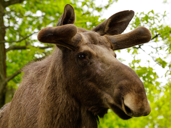 Losa, typické zvíře celé Skandinávie, najdete i ve stockholmském skanzenu