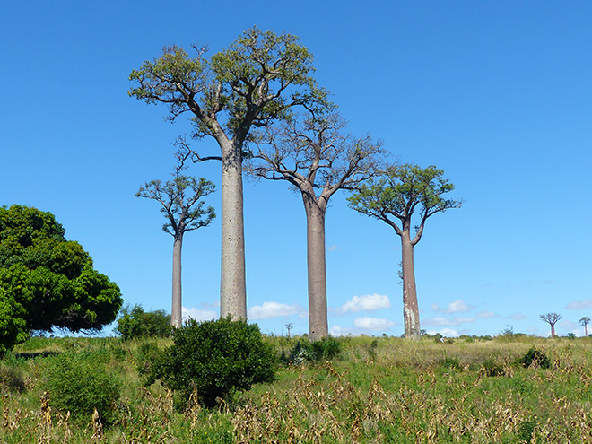 Madagaskar je královstvím obřích baobabů