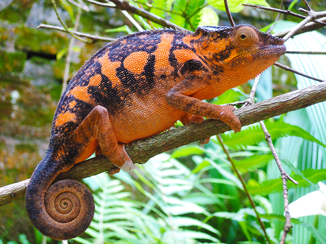 Samička chameleona pardálího na ekofarmě v Marozevu