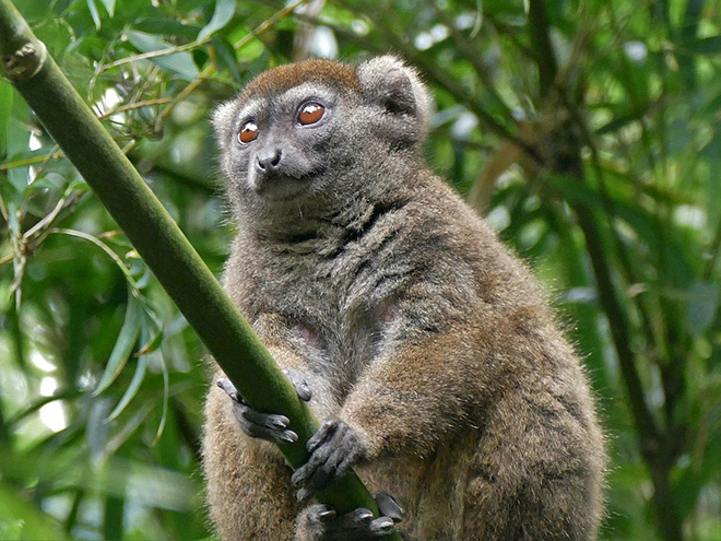 Roztomilý lemur jižní je jedním ze sta druhů madagaskarských lemurů