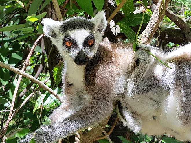 Nejrozšířenějším lemurem na Madagaskaru je lemur kata