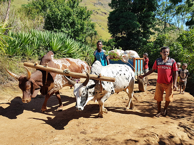 Hrbatí zebu jsou na Madagaskaru neocenitelnými pomocníky