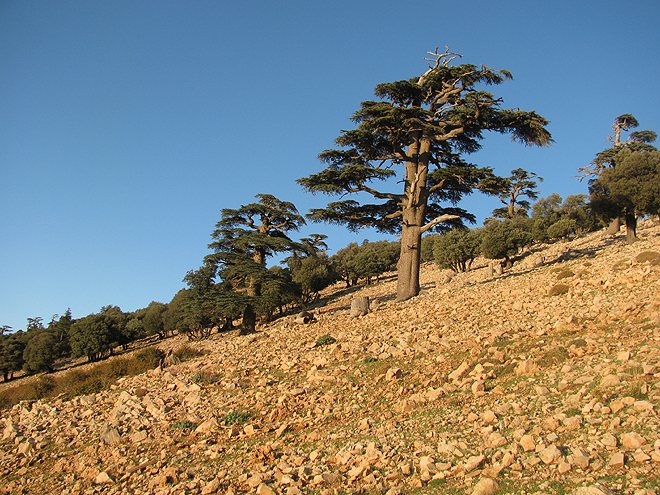 Solitérní cedry nad průsmykem Col du Zad