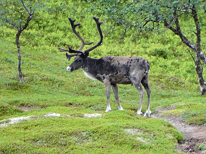 Blízké setkání se sobem ve volné přírodě v NP Stabbursdalen