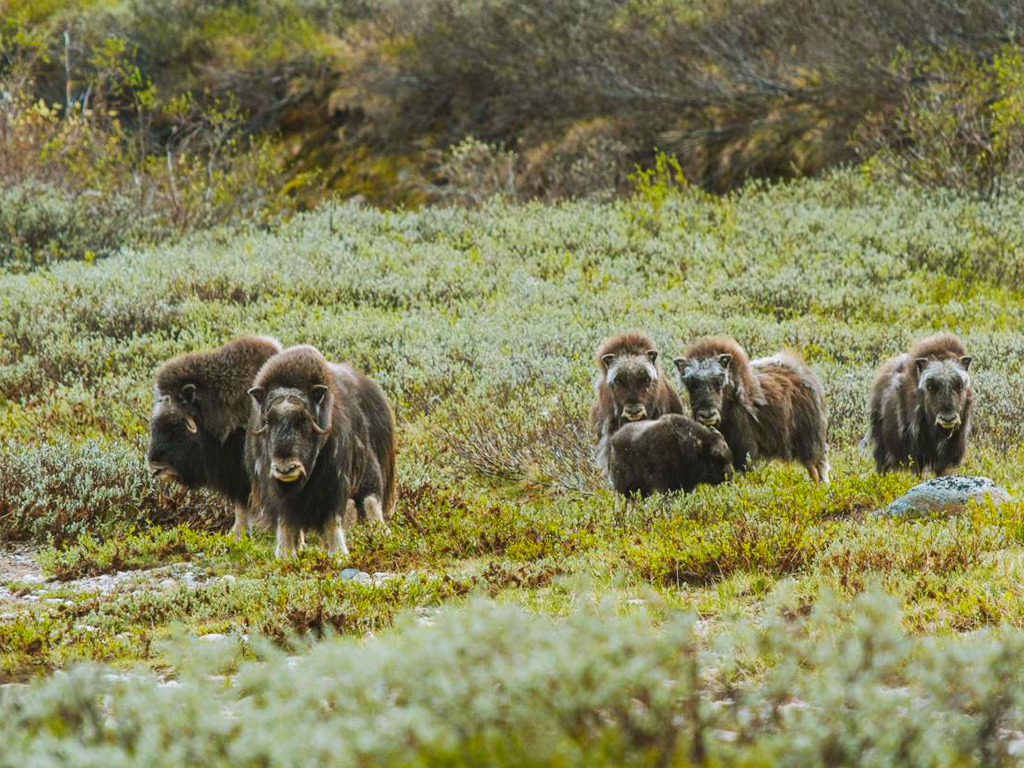 Do NP Dovrefjell byla kolem roku 1930 vysazena kolonie pižmoňů 