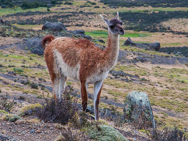 Lamy guanaco při cestách patagonskou pampou potkáme nejčastěji