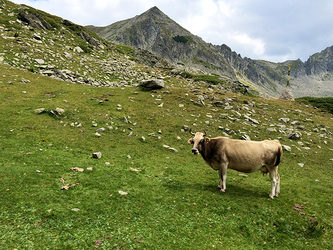 Na svazích Pirinu se volně pasou krávy