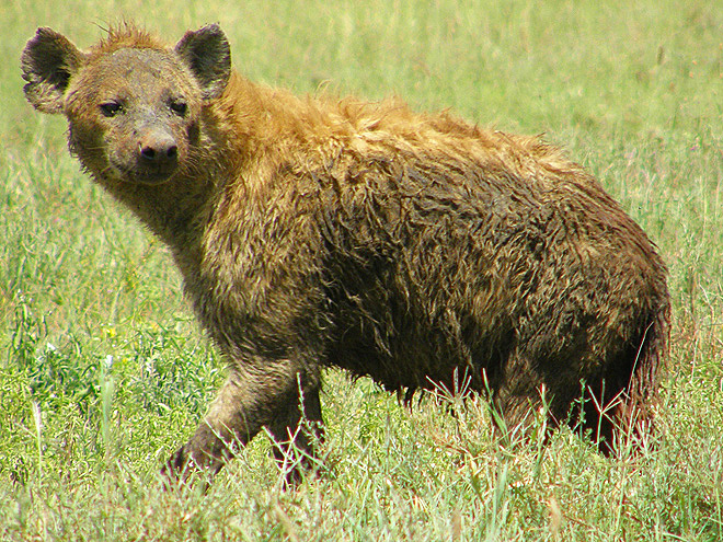 Hyena je obávaným predátorem