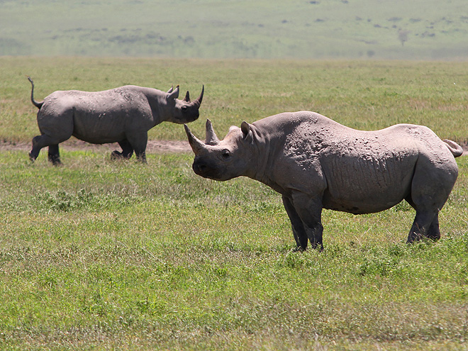 Vidět nosorožce v Ngorongoro není lehké