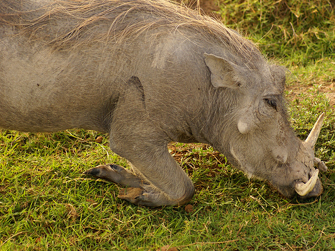 Ngorongoro: pasoucí se prase bradavičnaté