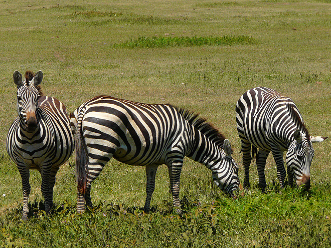 Zebry na dně kaldery Ngorongoro