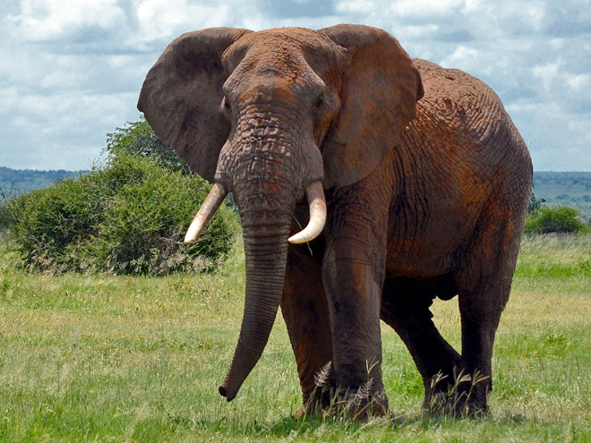 Dospělý slon africký denně spořádá až 225 kg potravy