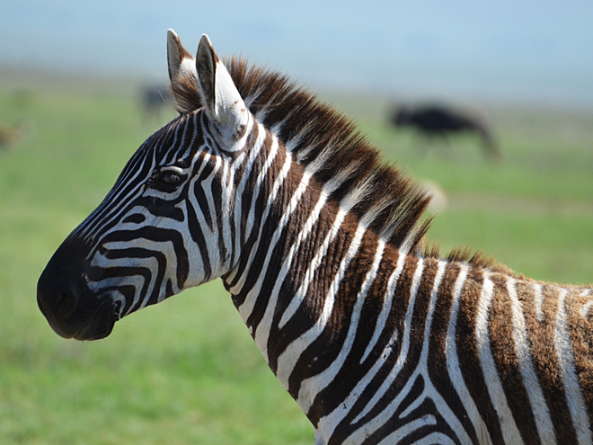 Každá zebra má originální vzor pruhování