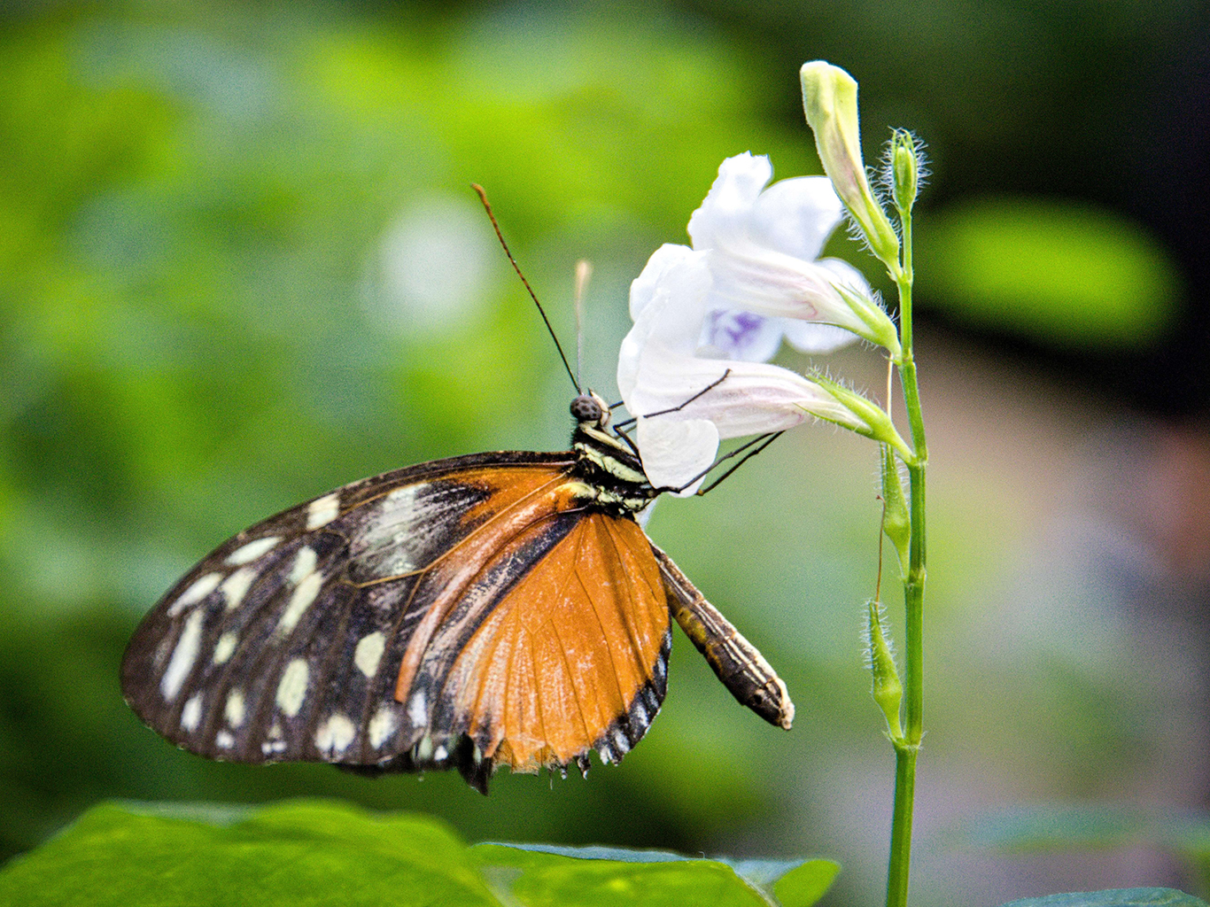 Jeden z mnoha motýlů, kteří létají v Mariposario v Icod de los Vinos 