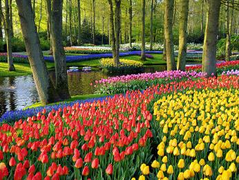 Keukenhof je tulipánový ráj