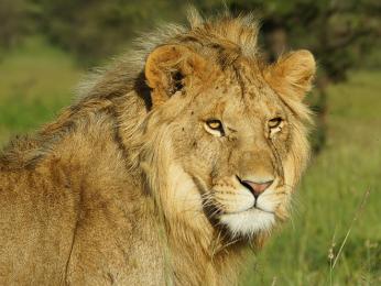 Lev v oblasti Lobo v národním parku Serengeti