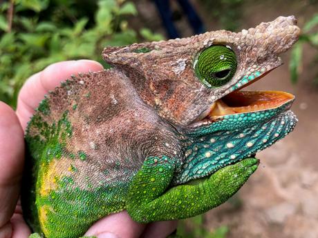 Blízké setkání s madagaskarským chameleonem v Marozevu