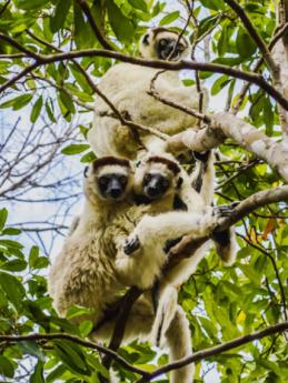 Národní park Zombitse-Vohibasia je rájem lemurů