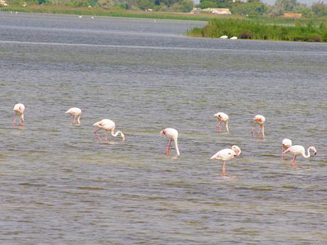 Oblast Camargue je přirozeným hnízdištěm plameňáků