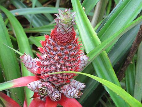 Divoký ananas ve spice garden 