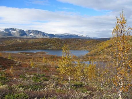 Národní park Abisko tvoří především březové pralesy a lesní mokřady