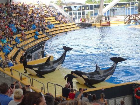 Součástí vstupu do Loro Parque je i vystoupení kosatek