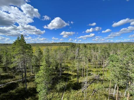 Národní park Patvinsuo tvoří jak bažiny, tak i severské lesy