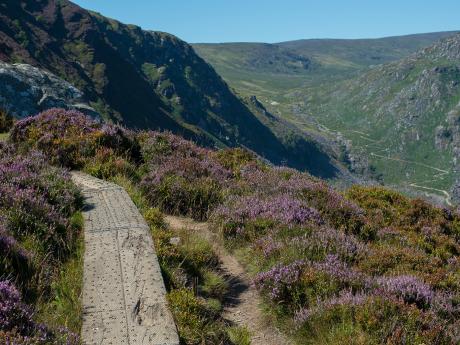 Cesty ve Wicklow Mountains vedou mezi vřesem po dřevěných chodnících