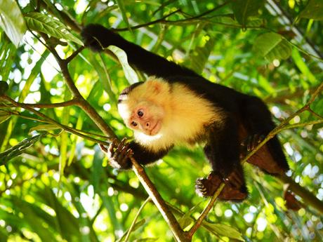 Mládě malpy kapucínské v národním parku Manuel Antonio