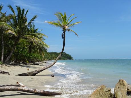 Palma na pláži Cahuita, která si vysloveně říká o fotku s vámi :-)