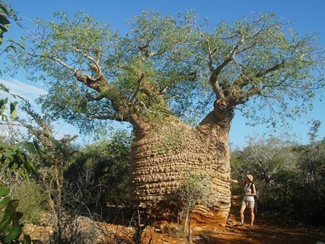 V NP Tsimanampetsotsa stojí nejstarší baobab Madagaskaru