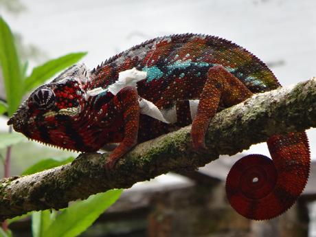 Chameleoni na Madagaskaru barvami rozhodně nešetří